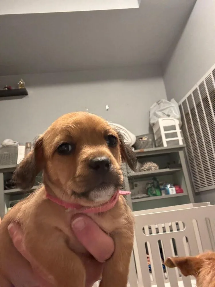 A baby small-sized female Mixed Breed dog named Patsy Cline for adoption in Spokane, WA