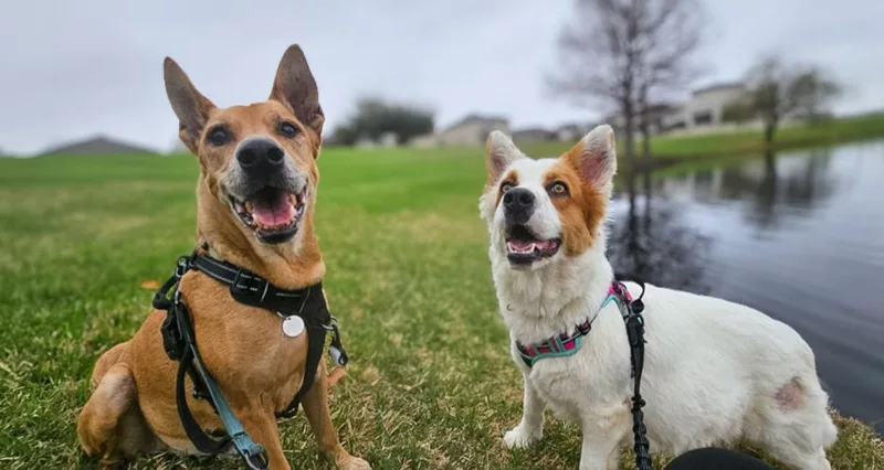 A young medium-sized female Golden Corgi dog named Katrina for adoption in Pflugerville, TX
