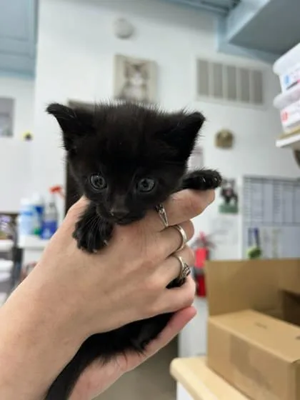 A young medium-sized male Black Domestic Short Hair cat named Joey for adoption in Belleville, MI