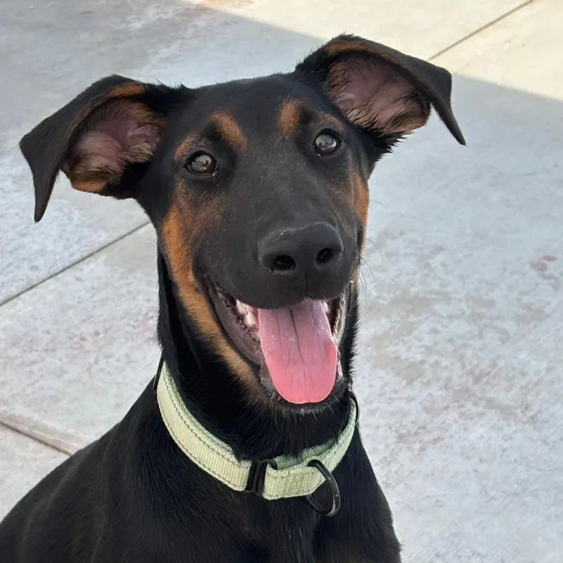 A baby medium-sized female Black Mixed Breed dog named Wendy for adoption in Medford, OR