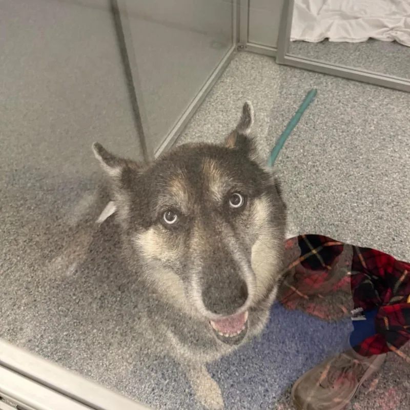 An adult large-sized female Black Mixed Breed dog named Bailey for adoption in Mentor, OH
