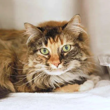 An adult small-sized female Brown / Chocolate Domestic Long Hair cat named Ellie for adoption in Atlanta, GA