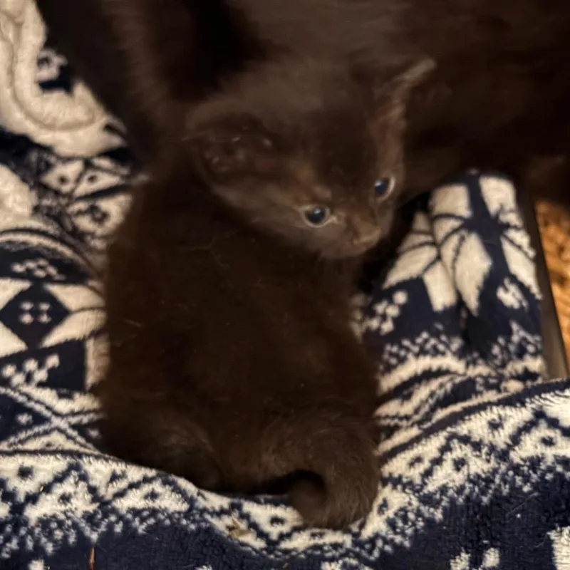 A baby small-sized female Black Domestic Short Hair cat named Gretchen for adoption in Troy, VA