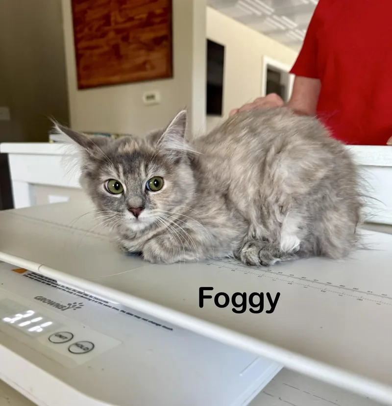 Foggy