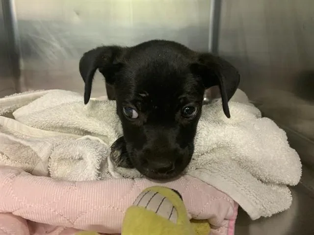 A baby small-sized female American Staffordshire Terrier dog named A for adoption in Grand Prairie, TX