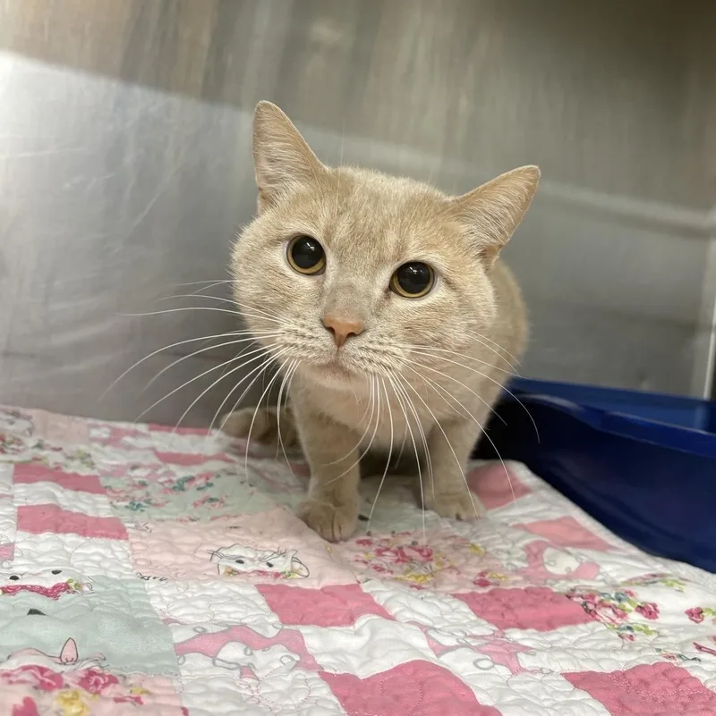 An adult large-sized male Buff / Tan / Fawn Domestic Short Hair cat named Buddy for adoption in Saint Charles, MO