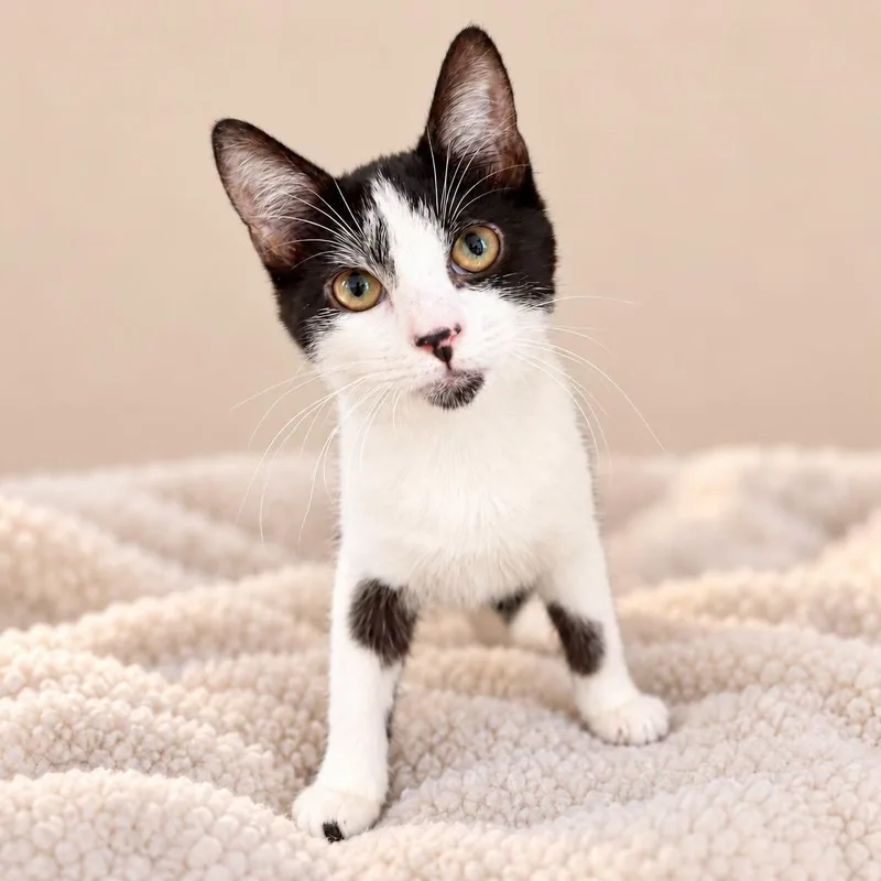 A baby medium-sized female Black & White / Tuxedo Domestic Short Hair cat named Sarah Silverman for adoption in Cranston, RI