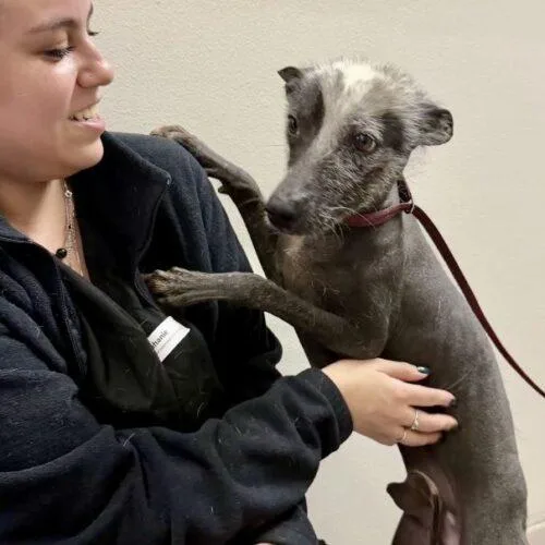 A baby small-sized male Gray / Blue / Silver Xoloitzcuintli / Mexican Hairless dog named Patzin for adoption in San Juan Capistrano, CA