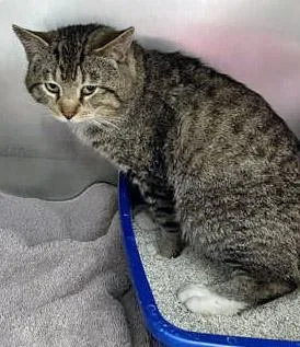 An adult medium-sized male Domestic Short Hair cat named Tobias for adoption in Fishers, IN