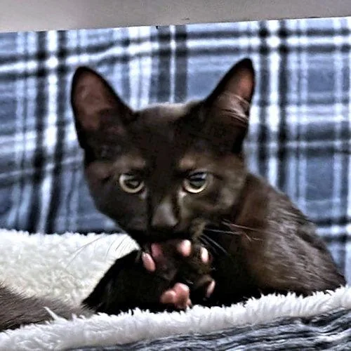 Bean thumbnail 3