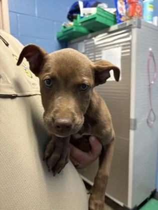 A baby small-sized female Labrador Retriever dog named Penny $ for adoption in Seneca, SC