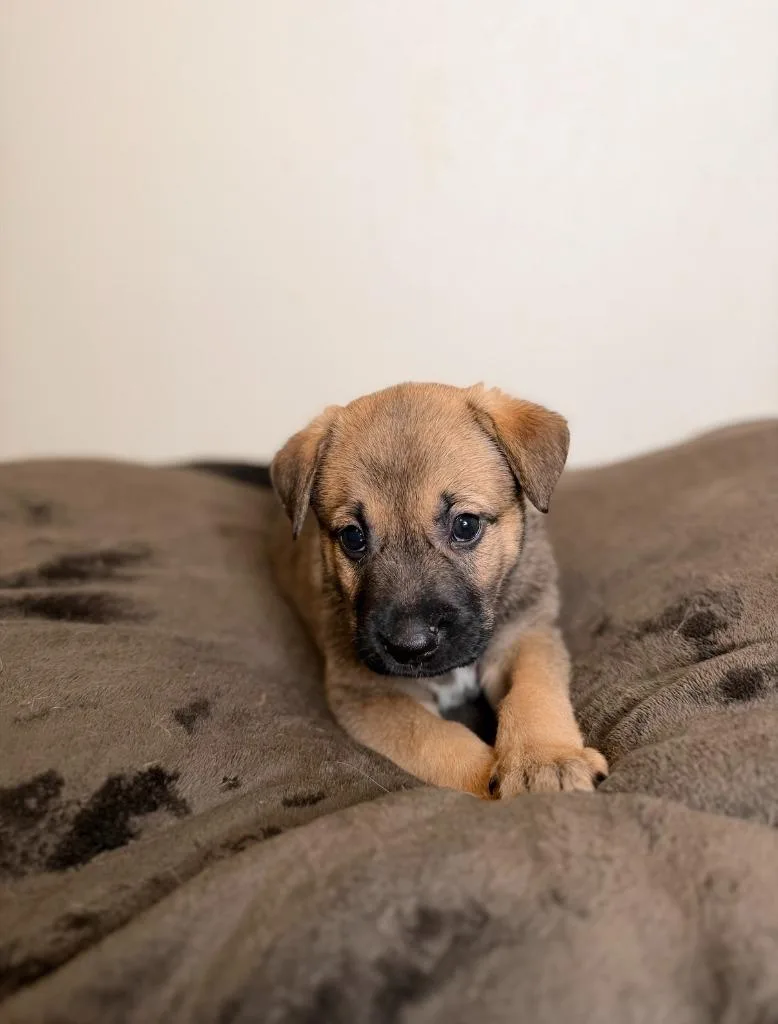 A baby medium-sized male German Shepherd Dog dog named Kenai for adoption in Minneapolis, MN