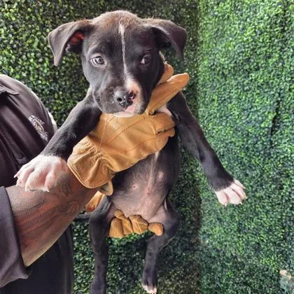 A baby medium-sized female Black American Staffordshire Terrier dog named Chata for adoption in El Paso, TX