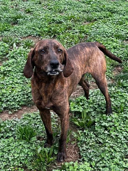 An adult large-sized male Mixed Breed dog named Granada for adoption in Sevierville, TN