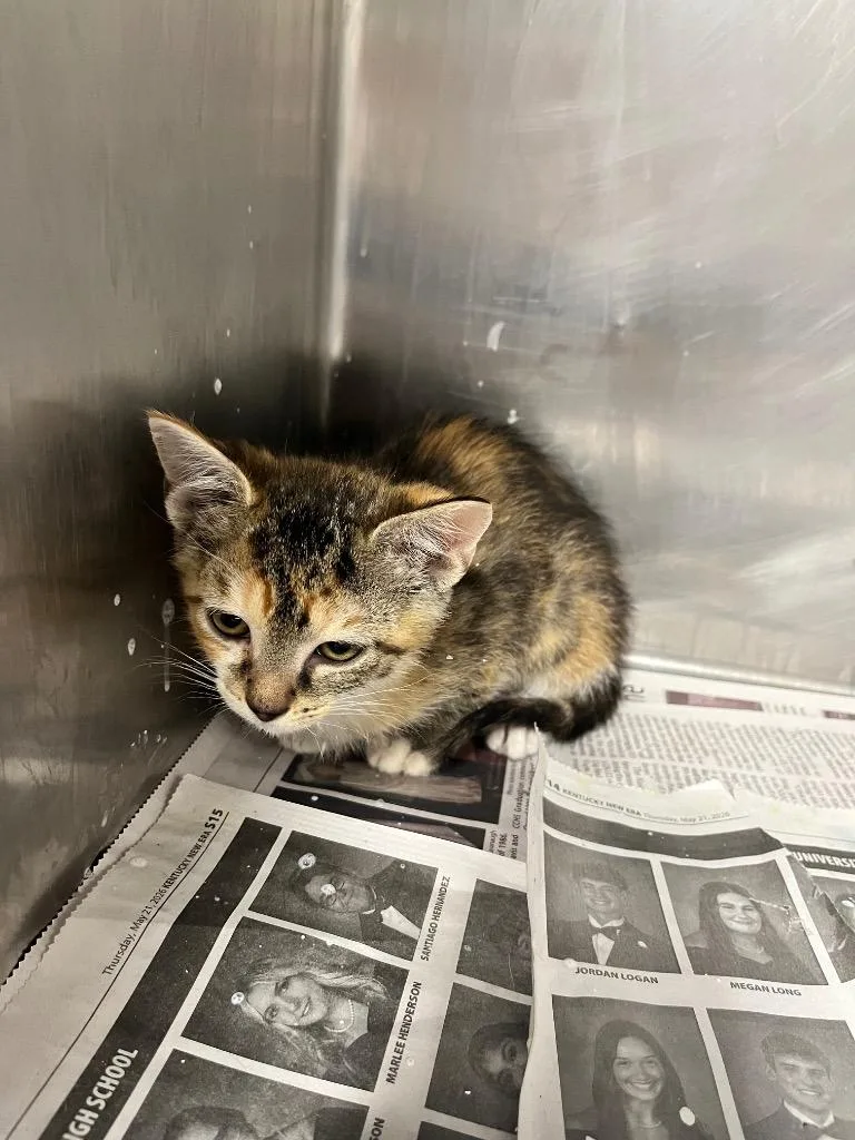 A baby small-sized female Domestic Short Hair cat named Nessie for adoption in Hopkinsville, KY