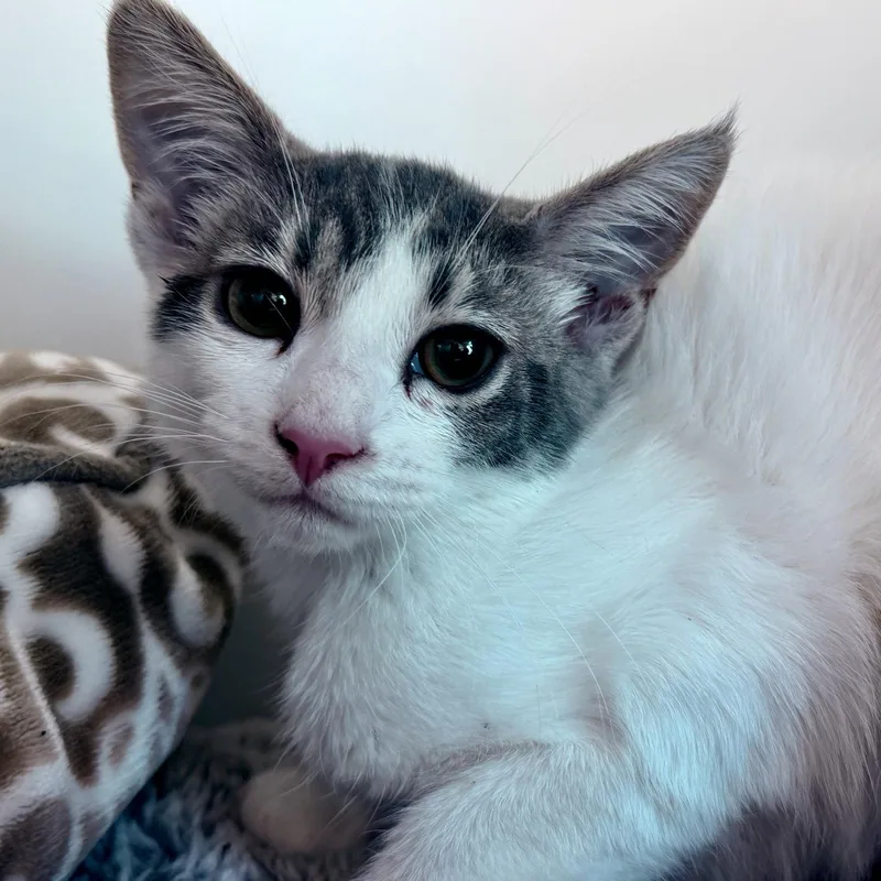 A baby small-sized female Brown / Chocolate Domestic Short Hair cat named Jimin for adoption in Oakland, CA
