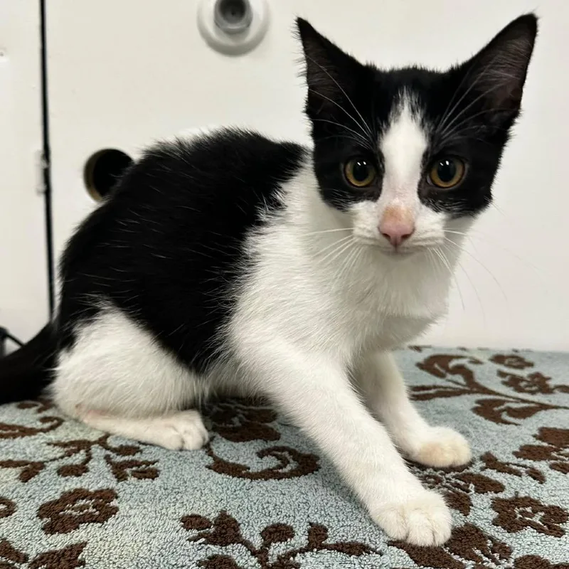 A baby small-sized male Black Domestic Short Hair cat named Cookie for adoption in Warrensburg, MO
