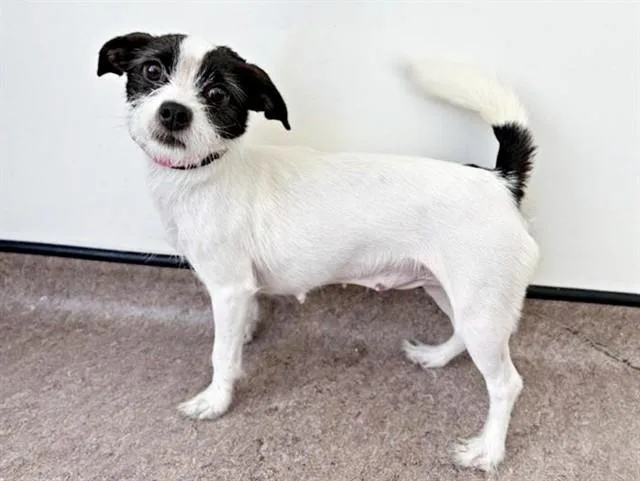 An adult small-sized female Terrier dog named Molly for adoption in Saint Louis, MO