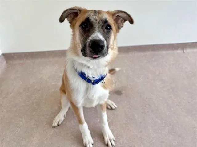 A young large-sized male Terrier dog named Beethoven for adoption in Saint Louis, MO