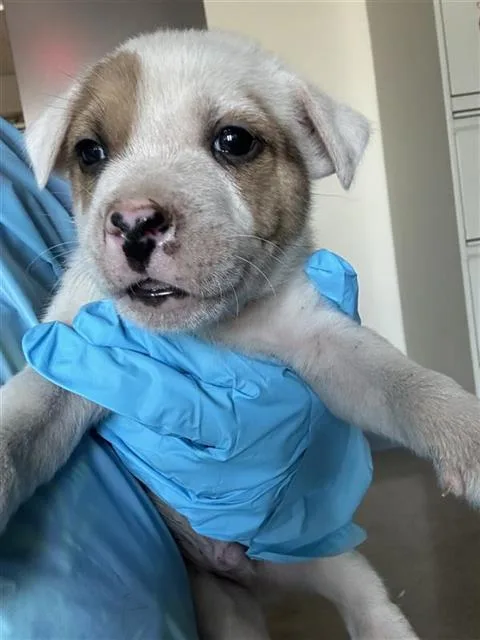 A baby medium-sized male Terrier dog named Doc for adoption in San Antonio, TX