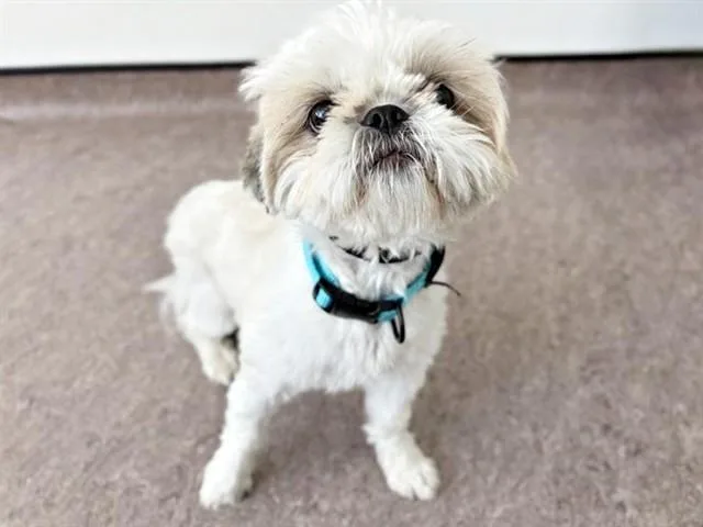A young small-sized female Shih Tzu dog named Gorgeous for adoption in Saint Louis, MO