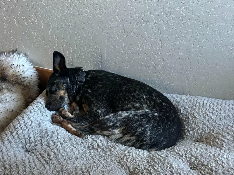 A young medium-sized female Gray / Blue / Silver Australian Cattle Dog / Blue Heeler dog named Elsa for adoption in Fort Worth, TX