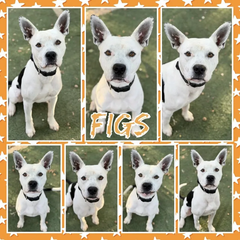 An adult medium-sized male White / Cream Pit Bull Terrier dog named Figs for adoption in Fort Smith, AR