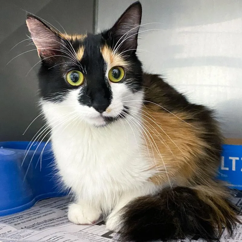 An adult medium-sized female Calico Domestic Medium Hair cat named Lady Mow Mow for adoption in Monroe, GA