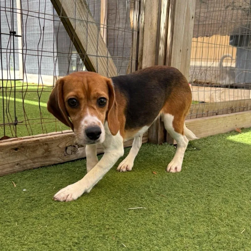An adult small-sized female Yellow / Tan / Blond / Fawn Beagle dog named Skye for adoption in LOXAHATCHEE, FL