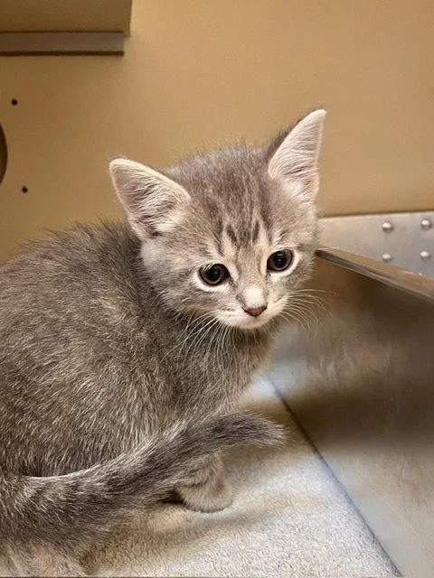 A baby small-sized female Gray / Blue / Silver Domestic Short Hair cat named Sailor for adoption in Webster, WI