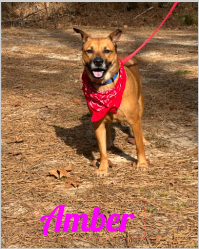An adult medium-sized female Red / Chestnut / Orange Shepherd dog named Amber for adoption in Old Westbury, NY