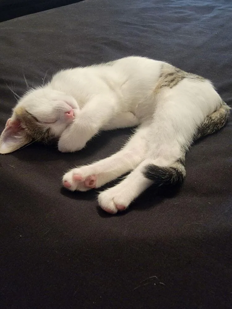 A baby small-sized female Domestic Short Hair cat named Poppy for adoption in Palatine, IL