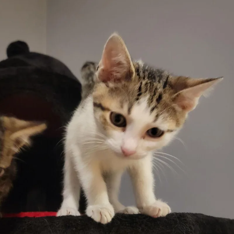 Poppy thumbnail 3