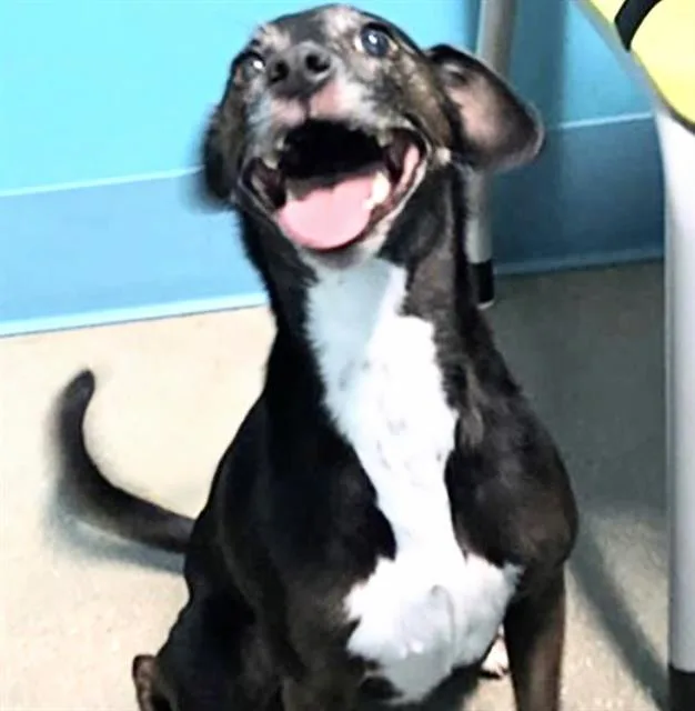 An adult medium-sized female Chihuahua dog named Bonita for adoption in Houston, TX