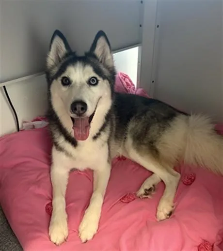 Sakari