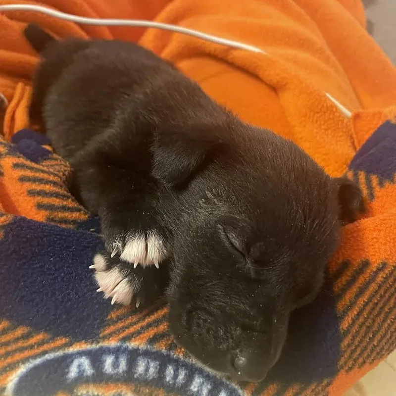 A baby small-sized female Gray / Blue / Silver Mixed Breed dog named Espresso for adoption in Auburn, AL
