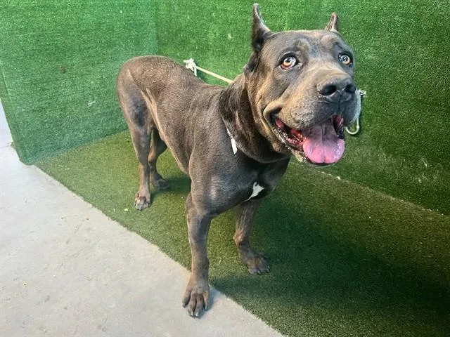 An adult extra large-sized male Cane Corso dog named Abner for adoption in Lancaster, CA