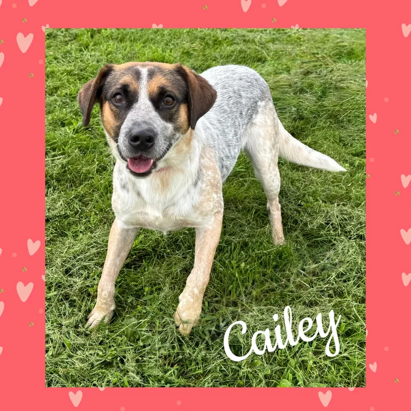 Cailey