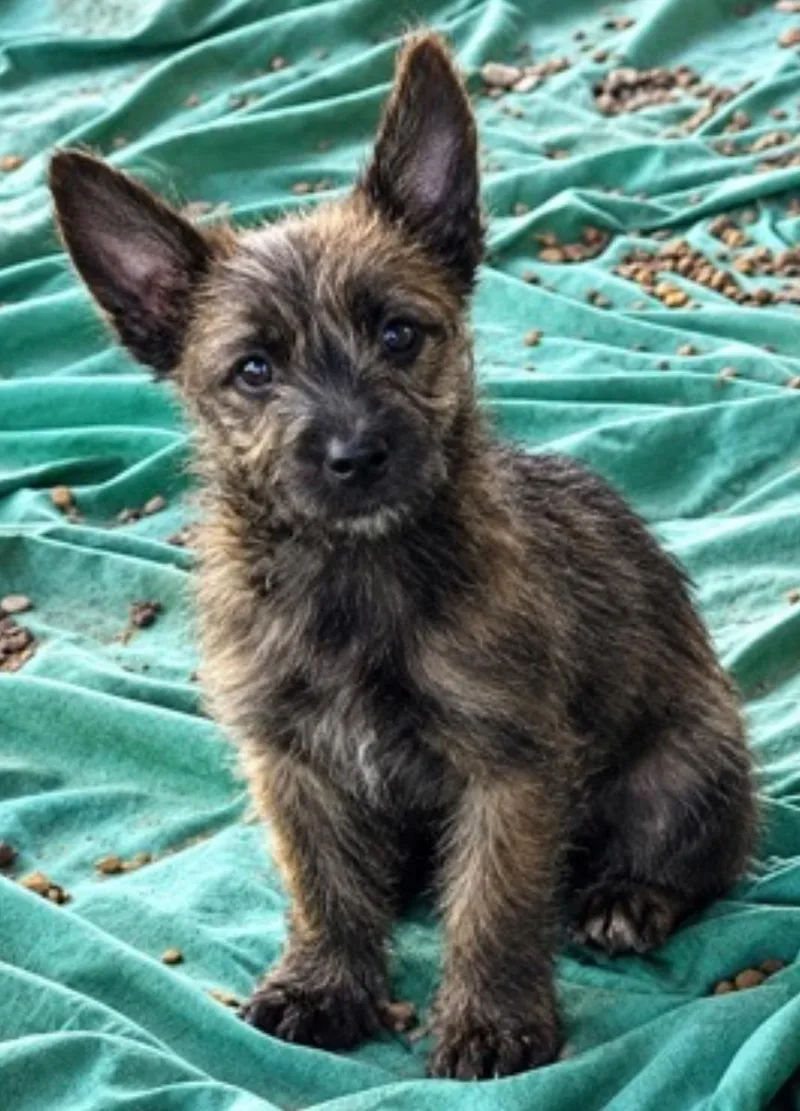 A baby small-sized male Cairn Terrier dog named Rocky for adoption in Longmont, CO