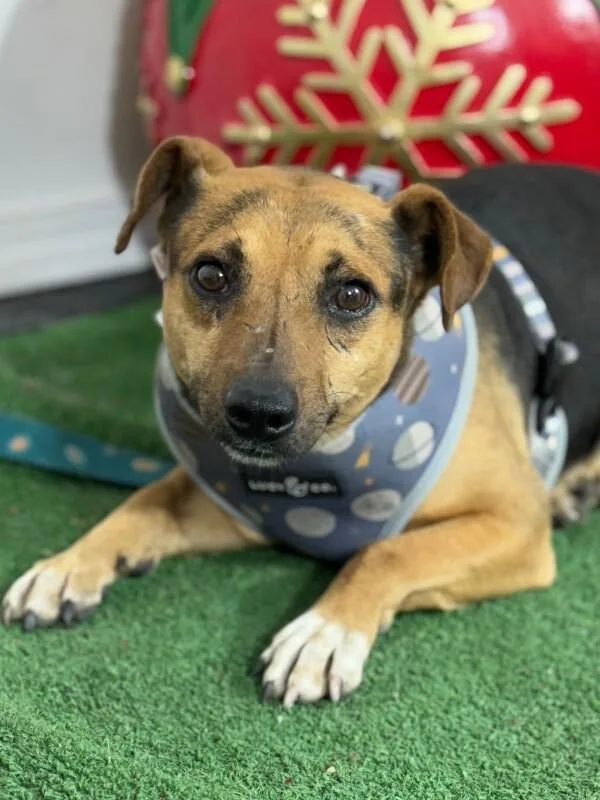 A young small-sized male Brown / Chocolate Dachshund dog named Travis for adoption in Carlsbad, CA