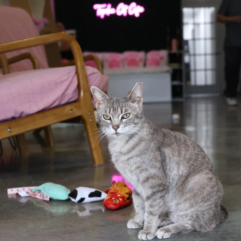 Cat Cafe Feather