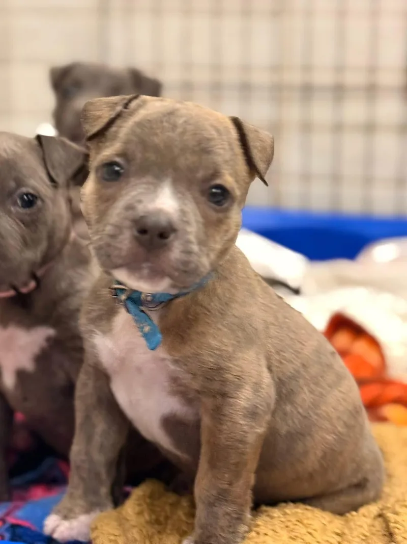 A baby medium-sized male Gray / Blue / Silver American Bully dog named Bogey for adoption in Mount Juliet, TN