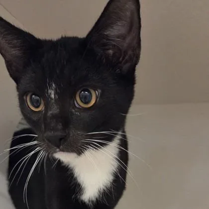 A young medium-sized male Domestic Short Hair cat named Ethan Hunt for adoption in Voorhees, NJ