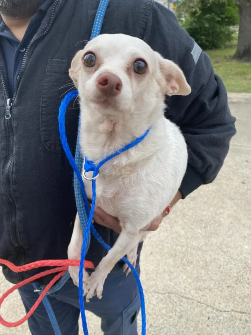 A senior small-sized female Chihuahua dog named Mickey for adoption in Dallas, TX