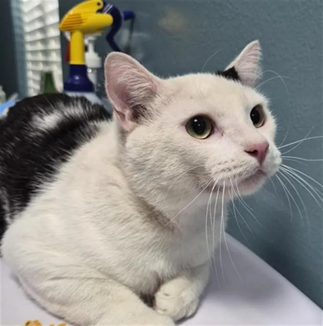A young small-sized male Domestic Short Hair cat named Oreo for adoption in Newton, NC