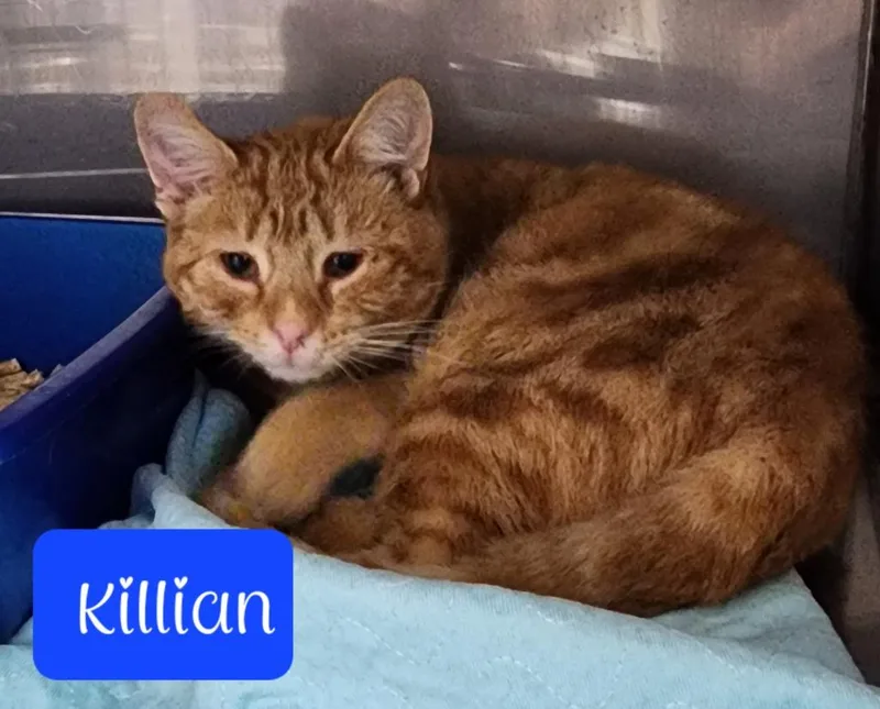 A senior medium-sized male Domestic Short Hair cat named Killian for adoption in Jim Thorpe, PA