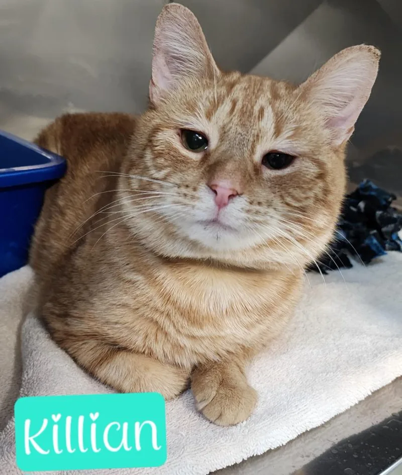 Killian thumbnail 2