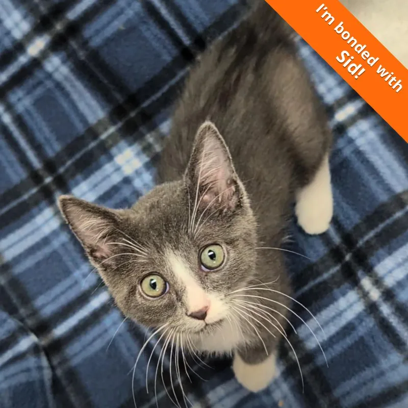 A baby small-sized male Black Domestic Short Hair cat named Marty for adoption in Pleasant Hill, CA