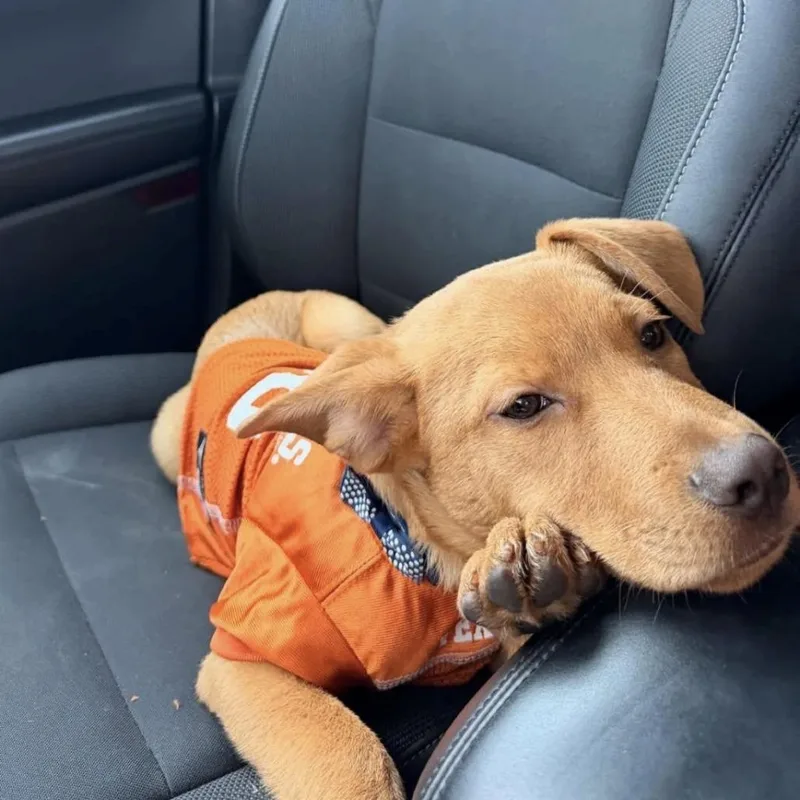 A baby medium-sized male Yellow / Tan / Blond / Fawn Mixed Breed dog named Cabo Bob for adoption in Austin, TX