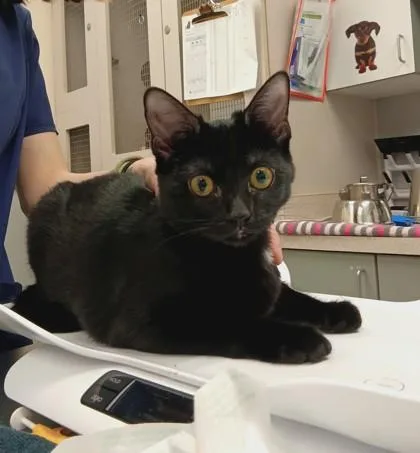 A baby medium-sized female Domestic Short Hair cat named Luanne for adoption in Palm Coast, FL